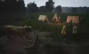 Manor Lords: Для чего используется рогатый скот?